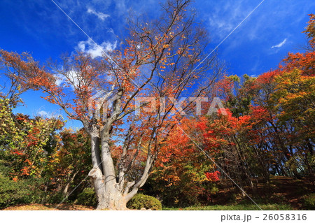 黒沢尻中央公園・秋201607 26058316
