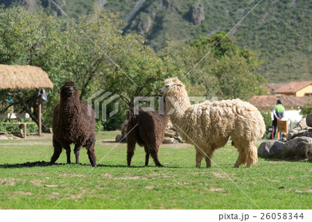 Llama eating grass 26058344
