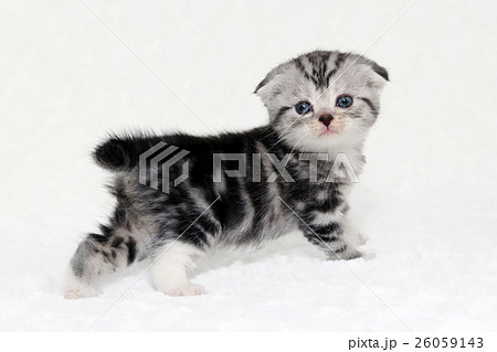 スコティッシュフォールド子猫 26059143