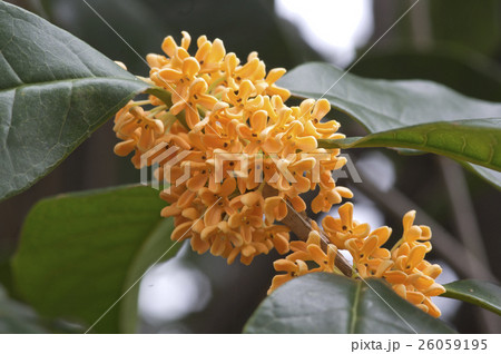 キンモクセイの花のアップ キンモクセイの花のアップ 26059195