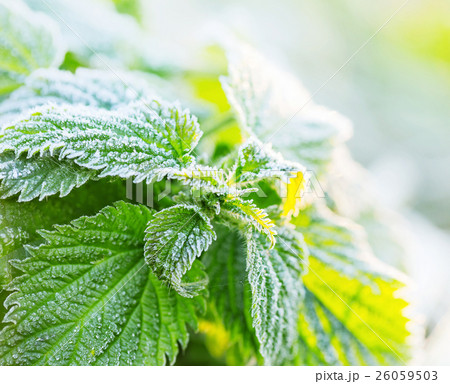 White frost on green leaves White frost on green leaves 26059503