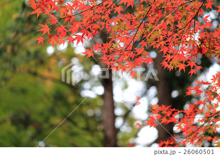 平泉中尊寺の紅葉 平泉中尊寺の紅葉 26060501