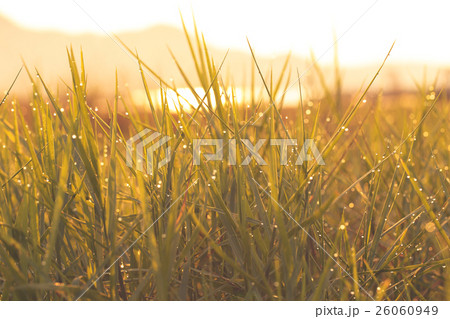 Water drop on green grass 26060949