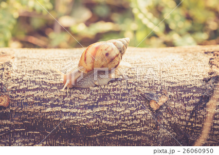 snail on wood in forest 26060950