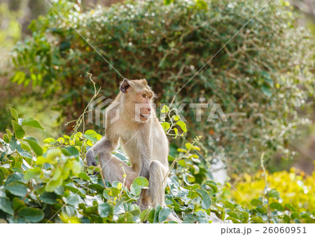 Monkey on tree 26060951