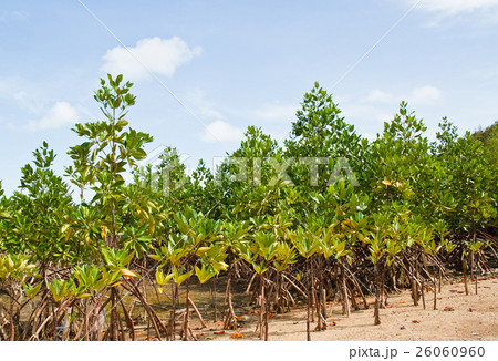 Mangrove Thailand. Mangrove Thailand. 26060960