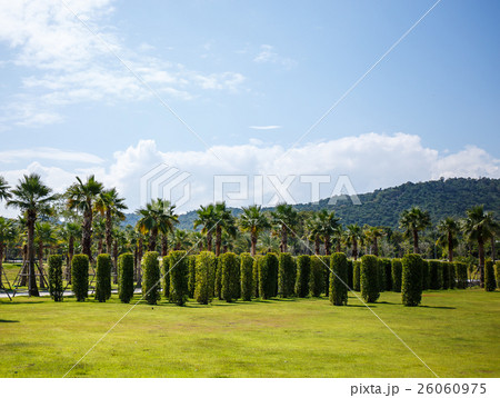 Palm tree in garden Palm tree in garden 26060975