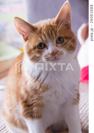 子猫 子猫 26061688