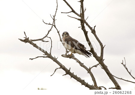 Swainson Hawk in a Tree 26062268