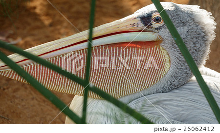 Closeup of pelican head, side view 26062412