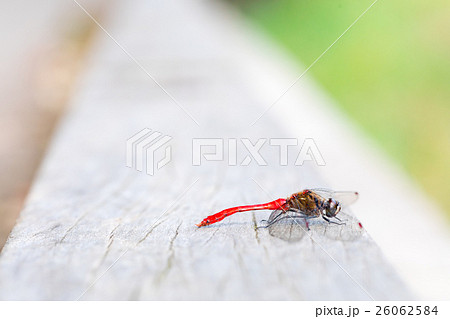おそらくマユタテアカネだと思われるトンボ　成虫　トンボ　とんぼ　昆虫 26062584