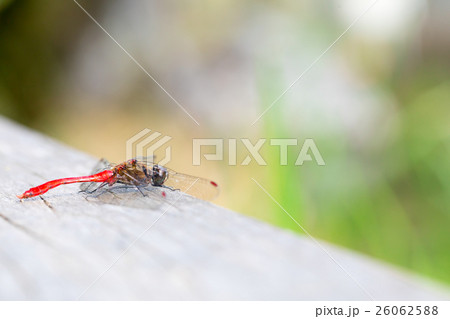 おそらくマユタテアカネだと思われるトンボ　成虫　トンボ　とんぼ　昆虫 26062588