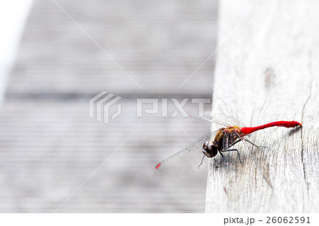 おそらくマユタテアカネだと思われるトンボ 成虫 トンボ とんぼ 昆虫 おそらくマユタテアカネだと思われるトンボ 成虫 トンボ とんぼ 昆虫 26062591