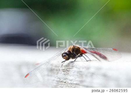 おそらくマユタテアカネだと思われるトンボ　成虫　トンボ　とんぼ　昆虫 26062595