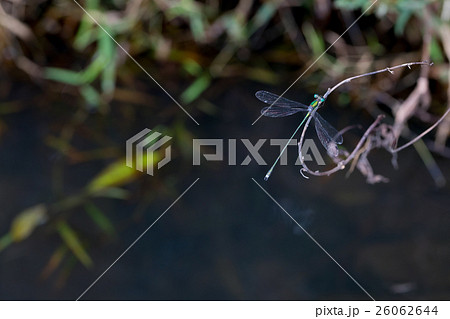 おそらくアオイトトンボだと思われるトンボ　成虫　トンボ　とんぼ　昆虫 26062644
