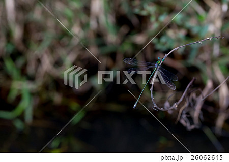 おそらくアオイトトンボだと思われるトンボ　成虫　トンボ　とんぼ　昆虫 26062645