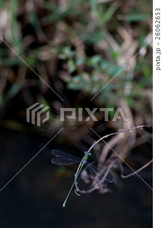 おそらくアオイトトンボだと思われるトンボ　成虫　トンボ　とんぼ　昆虫 26062653