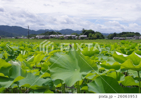 藤原京跡 藤原京跡 26063953