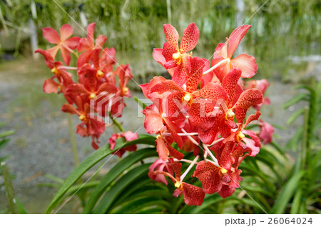 Red orchids on green 26064024