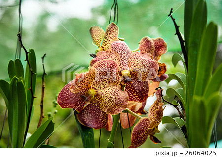 Orange orchids on green 26064025
