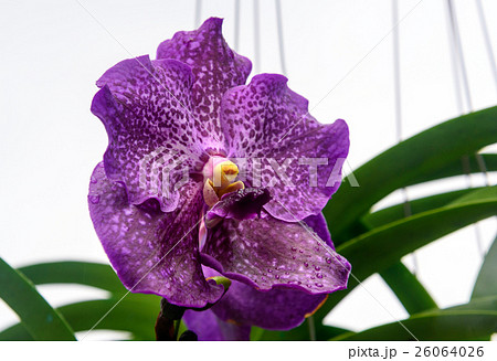 Purple orchids on white 26064026