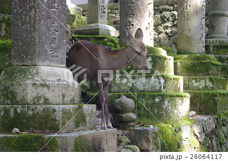 鹿(春日大社) 鹿(春日大社) 26064117