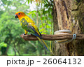 parrot on tree 26064132
