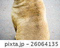 Big Tick on a dog in clearing,Sucking the blood  26064135