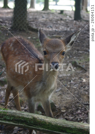 仔鹿 仔鹿 26064151