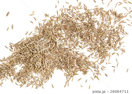 Caraway isolated on white background 26064711