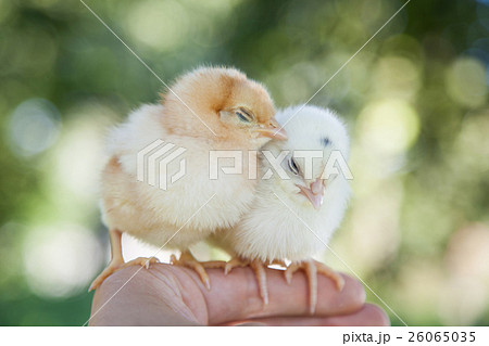 Cute little chicks 26065035
