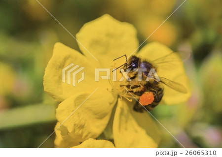 Honey bee apis mellifera collects nectar on flower 26065310