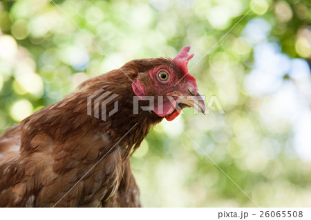 Close up young hen Close up young hen 26065508