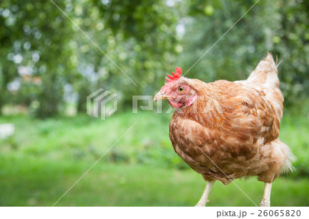 Hen in the garden 26065820