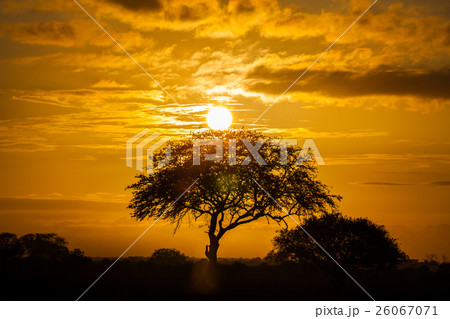 Tree on sunset 26067071