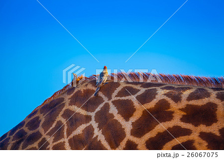 Birds over giraffa 26067075