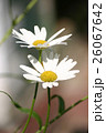 Two daisies on natural background 26067642