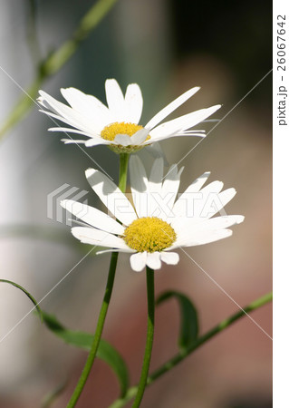 Two daisies on natural background Two daisies on natural background 26067642