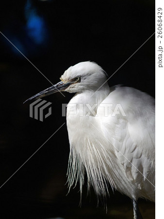 コサギ 26068429