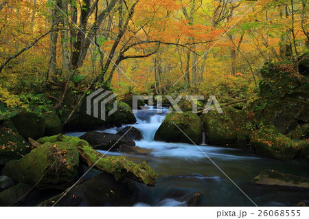 紅葉の奥入瀬渓流 紅葉の奥入瀬渓流 26068555