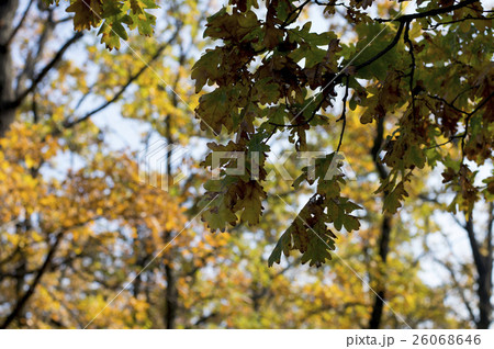 oak branch with gold leaves against  yellow wood 26068646