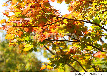 秋の公園 イタヤカエデ紅葉の写真素材