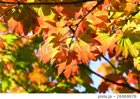 秋の公園 イタヤカエデ紅葉の写真素材