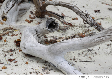snag on the shore 26069715