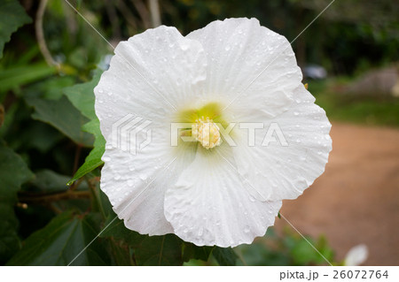 White hibiscus or shoe flower (chaba) 26072764