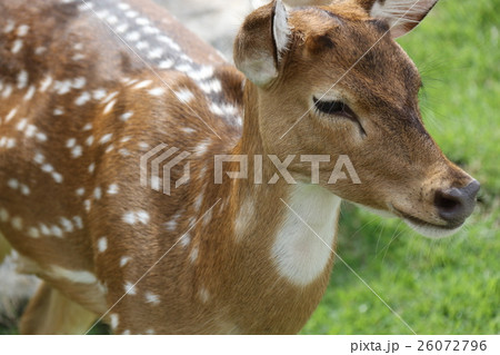 バンビ バンビ 26072796