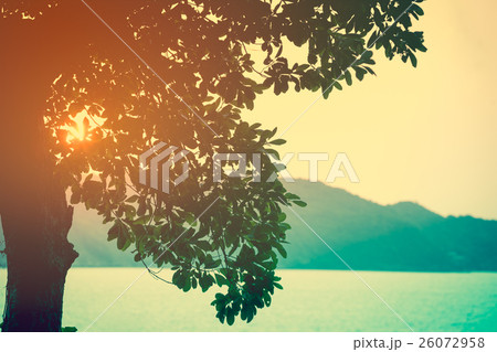 Sunbeam through tree, summer nature background. Sunbeam through tree, summer nature background. 26072958