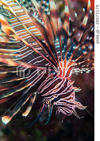 キリンミノカサゴ 26073179