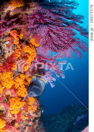 ユウゼン 26073576