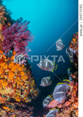 ユウゼン 26073582